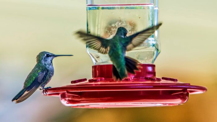  what to do when hummingbirds battle over garden nectar feeders