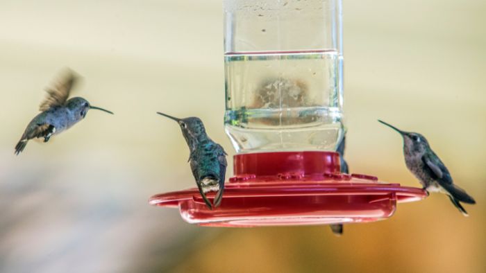  why do hummingbirds fight over the feeder
