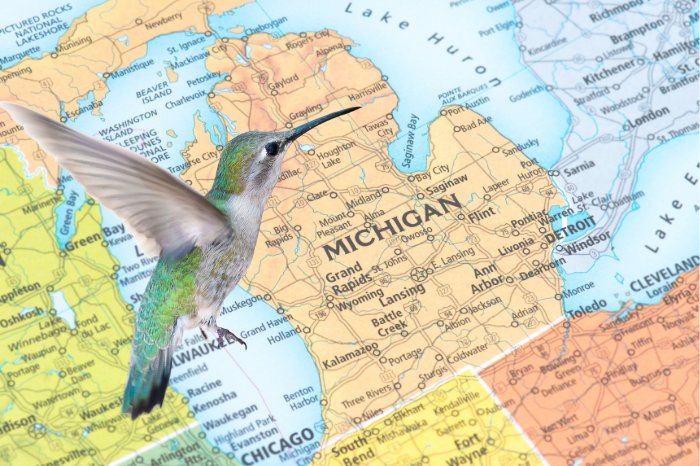 Are Hummingbirds Frequent Visitors To Michigan