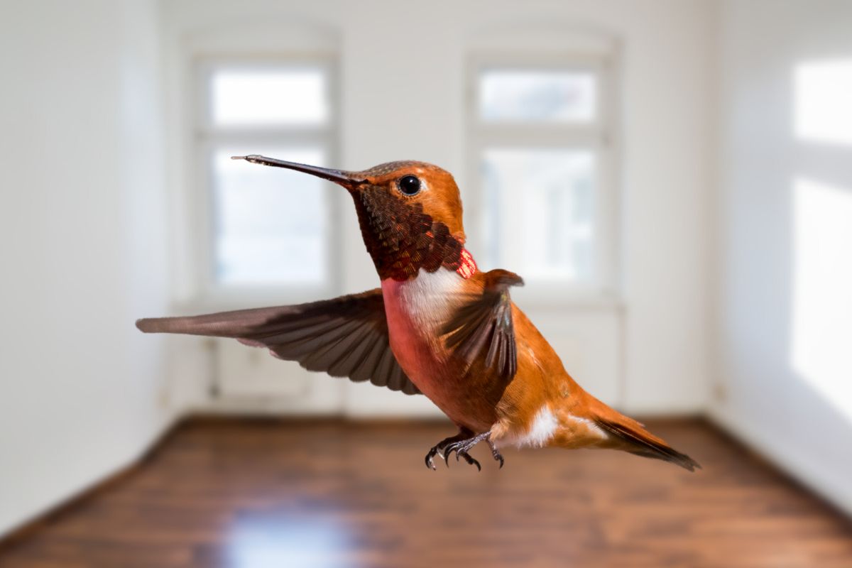How Do I Get A Hummingbird Out Of My House