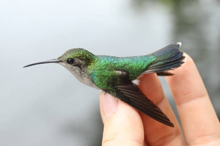 Hummingbird Out Of My House