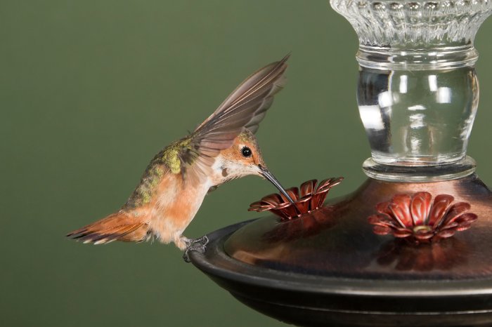 What Does A Hummingbird's Daily Menu Consist Of