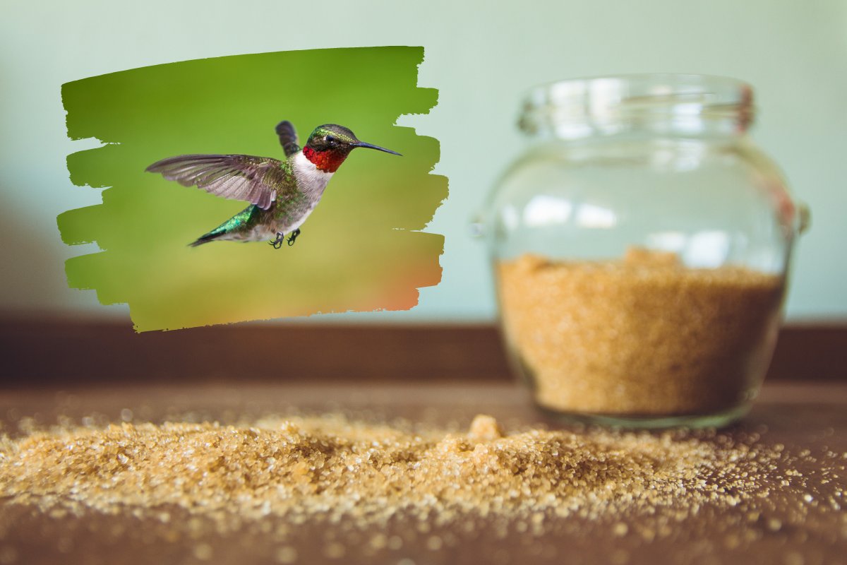 brown sugar for hummingbirds